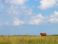 /album/fotogalerie/pasture-jpg/